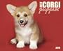 Just Corgi Puppies Calendar