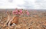 Wallmonkeys Peel and Stick Wall Decals - Bottle Tree - Adenium Obesum Endemic Tree of Socotra Island - Removable Graphic