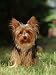 Yorkshire Terrier Animals Photographic Poster Print by Steimer, 12x16