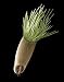 Photographic Prints of Aster seed, SEM from Science Photo Library