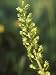Common Twayblade, Close-up Photographic Poster Print by David Boag, 18x24