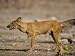 Dhole/Wild Dog, (Cuon Alpinus), Bandhavgarh N.P., Madhya Pradesh, India Art Photographic Poster Print by Thorsten Milse, 12x9