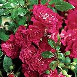 Rose Plant - Rose 'Fairy Queen' PPAF