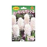 秋植え球根 お徳用 ガーデンヒヤシンス白花5球 (542884)
