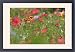 Framed Prints of Summer flower mix - colourful summer flower mix of scarlet flax, tagetes, and from Ardea Wildlife Pets
