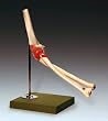 Elbow Bone Joint Fully Functional Anatomical Model SSM