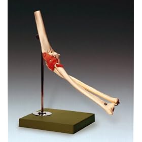 Functional Elbow Joint Model