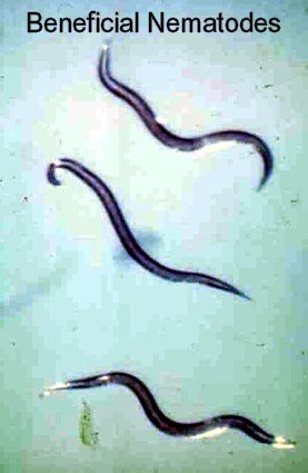 Dr. Pye's Scanmask 7 Million Live Beneficial Nematodes - Kills Over 230 Bugs