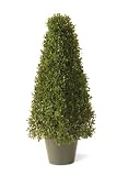 National Tree Mini Boxwood Square Topiary with 6-1/2-Inch Round Green Plastic Pot, 24-Inch