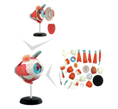 Childrens Toyshop  Third Party New : Anatomiemodell "Das Auge"