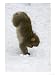 Japanese Macaques or Snow Monkeys, Honshu, Japan Photographic Poster Print by Roy Toft, 48x64
