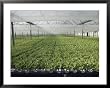 Hydroponic Lettuce is Grown in an Acre of Greenhouse Troughs Photography Framed Art Poster Print by Joseph H. Bailey, 39x31