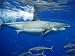 Great White Shark, Adult Female Amongst Scad Mackerel, Baja California, Mexico Photog...