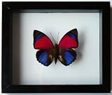 Real Red, Blue Butterfly Agrias Sardanapalus Framed and Mounted in Black Display