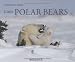 Little Polar Bears by Thorsten Milse