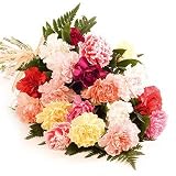 Favourite Carnations in brights - Send Fresh Flowers From Our Value Range