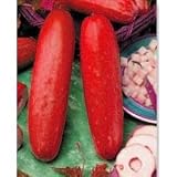  : Hmong Red Cucumber - 10 Seeds