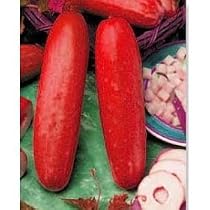 Hmong Red Cucumber - 10 Seeds