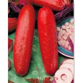 Hmong Red Cucumber - 10 Seeds