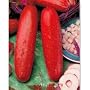 Hmong Red Cucumber - 10 Seeds