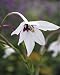 Photographic Prints of CRH-1046 Acidanthera - This gladiolus like plant grows its fragrant blooms in from Ardea Wildlife Pets