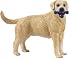 Safari: Labrador