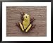 A Brightly Colored Tree Frog on a Piece of Wood National Geographic Collection Framed Art Poster Print by Bill Curtsinger, 31x25