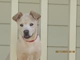 Animal Rescue, Vol. 1: Best Dog Rescues