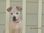 Animal Rescue, Vol. 1: Best Dog Rescues