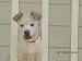 Animal Rescue, Vol. 1: Best Dog Rescues