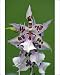 Photographic Prints of Hybrid Orchid - blossom, arboreal type from Ardea Wildlife Pets
