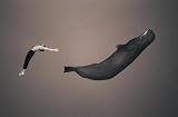 Gregory Colbert Selected Works 1992-2005
