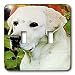 Dogs Labrador Retriever - Light Cream Labrador - Light Switch Covers - double toggle switch