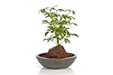 HauLava Rock Plant Arrangement - Bonsai Tree