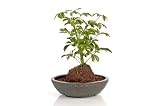 HauLava Rock Plant Arrangement - Bonsai Tree