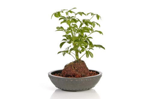 HauLava Rock Plant Arrangement - Bonsai Tree