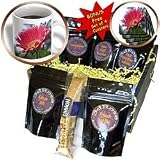 WhiteOak Photography Floral Prints - New Growth Gerbera Daisy - Coffee Gift Baskets - Coffee Gift Basket