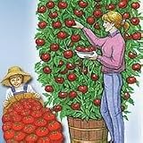 vegetable trellises:Rare Italian Tomato Tree- Grows up to 25 Feet Tall Trip -L Crop 30 Seeds