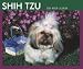 shih tzu - Shih Tzu 2008 Boxed Calendar