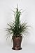 Artificial 4 Ft. Sea Grass in Hammered Bronze