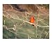 Cardinal Animals Photographic Poster Print by Larissa Casebolt, 10x8