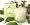 Antique Garden Honeysuckle 233g/8.2oz Perfumed Candle