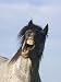 Blue Roan Wild Stallion Yawning, Pryor Mountains, Montana, USA Photographic Poster Print by Carol Walker, 12x16