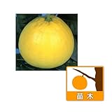 バンペイユ（晩白柚・ザボン）5号ポット[1果平均2kg　世界最大の柑橘・かんきつ類苗木]