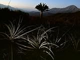 Endangered Chilean Palm Can Live More Than a Thousand Years Photographic Poster Print by Melissa Farlow, 30x40