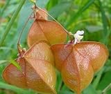 Love In a Puff - Balloon Vine 25 Seeds/Seed