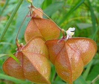 Love In a Puff - Balloon Vine 25 Seeds/Seed