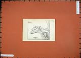 1909 COLOUR MAP GREECE PLAN TIRYNS CASTLE NAUPLIA