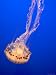 Jellyfish Display at the Monterey Bay Aquarium, Monterey, California, USA Photographic Poster Print by David R. Frazier, 12x16