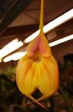 Masdevallia Fire Queen orchid Blooming Size